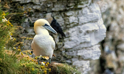 Northern Gannet on breeding rocks of Bempton cliffs, UK