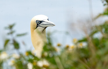 Obraz premium Northern Gannet on breeding rocks of Bempton cliffs, UK