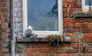 Kittiwake (Rissa tridactyla) in a breeding season in UK