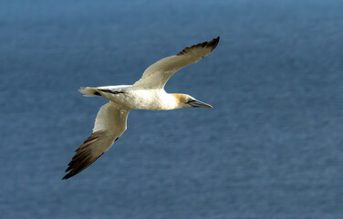 Northern Gannet on breeding rocks of Bempton cliffs, UK