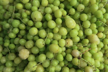 Phyllanthus acidus or Gooseberry or Nellipuli fruits in the background