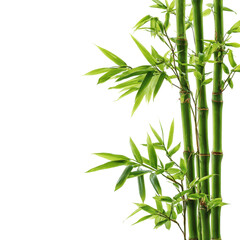 Green bamboo stems with lush leaves creating a natural, serene atmosphere in a garden setting during daylight