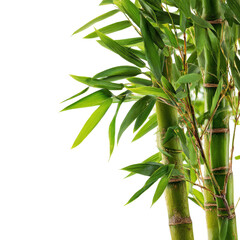 Lush green bamboo plant showcasing vibrant leaves and stalks in a well-lit indoor environment
