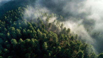 Misty mountain forest, aerial view