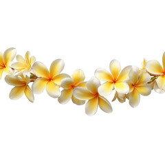 Naklejka premium Beautiful yellow and white plumeria flowers arranged in a tropical setting for decoration and celebration