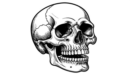 Obraz premium Detailed skull graphic