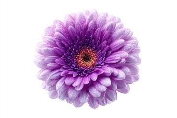 Close-up of a single, vibrant purple gerbera daisy