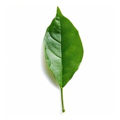 Fototapeta premium Single vibrant green leaf, sharply focused against white background