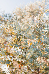Eucalyptus cinerea leaves glowing in golden morning sunlight