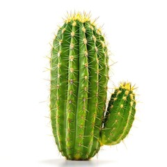 Naklejka premium Green cactus, spiky, desert plant