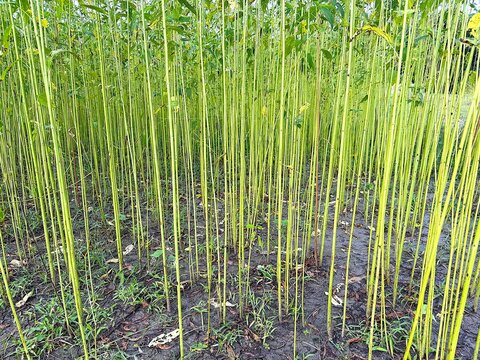 Abundant field features towering kenaf plants with distinctive green stems against a muddy ground setting