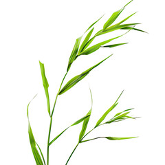 Naklejka premium Close-up of a vibrant green grass stalk with multiple, slender, pointed leaves extending outward. 