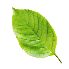 Obraz premium Close-up of a vibrant green leaf. A single, healthy leaf, sharply focused, is presented against a black background. 