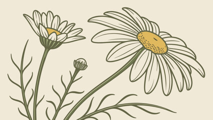 Daisy flower vector illustration, botanical art, floral design element, spring and summer bloom, nature drawing