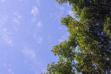 trees and blue sky