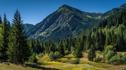 Mountain valley evergreen landscape