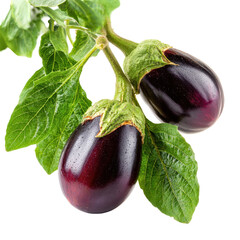 Freshly harvested eggplants on green leafy branch in bright light highlighting their rich color
