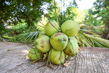 A bunch of green fresh coconuts on a concrete road in a Myanmar farm.