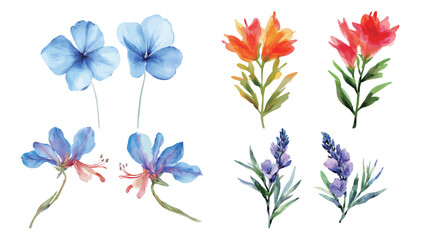Fototapeta premium Beautiful watercolor poster featuring two Lechenaultia flowers with delicate petals and soft pastel colors, perfect for botanical art, floral decoration, nature-inspired design, and elegant home 