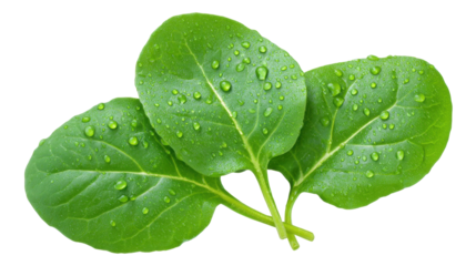 Fresh green spinach leaf isolated on transparent background with water drops
