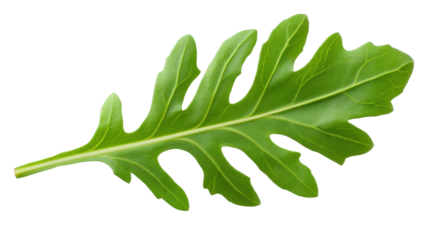 Isolated green leaf on transparent background with detailed texture and natural shape