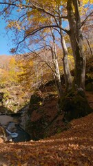 Naklejka premium Autumnal forest scene; stream nestled amongst colorful foliage and mossy rocks