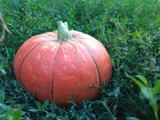 The pumpkin from the garden is waiting for its moment of glory on Halloween