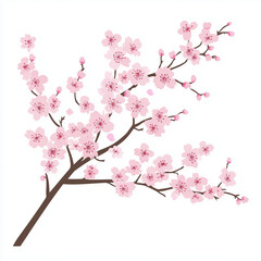 Japanese cherry blossom branches