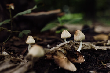 Close-up of small mushrooms growing in a lush forest with vibrant green moss and blurred background.