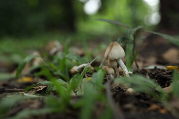 Close-up of small mushrooms growing in a lush forest with vibrant green moss and blurred background.