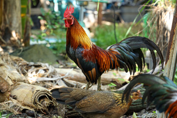 portrait of a rooster and a hen in a cassava garden
