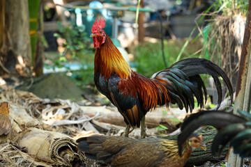 portrait of a rooster and a hen in a cassava garden