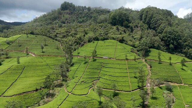 4K drone footage of lush tea plantations in Nanuoya near Nuwara Eliya, Sri Lanka. Stunning aerial views of rolling green hills and terraced tea fields for travel, agriculture, and nature projects.