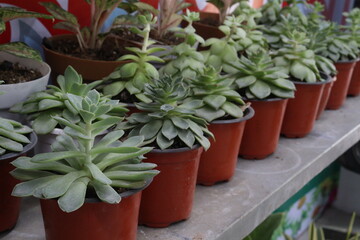 Echeveria Reia Tanaka leaf and succulent plant