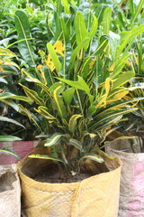 Croton Banana leaf plant on bag