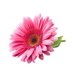 Close-up of a vibrant pink gerbera daisy (3)