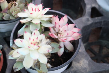 Echeveria Mebina succulent leaf plant on pot