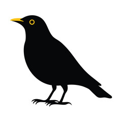 Isolated blackbird illustration vector image of european bird with yellow beak and eye design