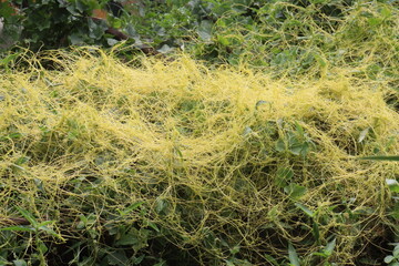 Cuscuta reflexa plant on jangle