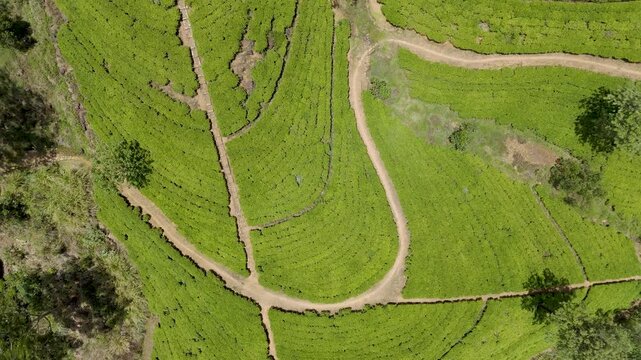 4K drone footage of lush tea plantations in Nanuoya near Nuwara Eliya, Sri Lanka. Stunning aerial views of rolling green hills and terraced tea fields for travel, agriculture, and nature projects.