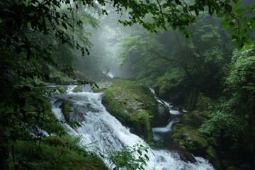 雨上がりの霧の朝の菊池渓谷