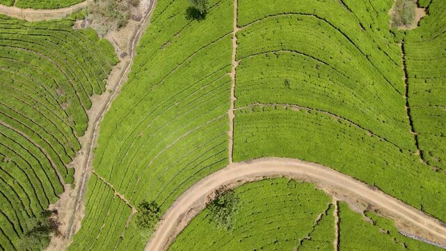 4K drone footage of lush tea plantations in Nanuoya near Nuwara Eliya, Sri Lanka. Stunning aerial views of rolling green hills and terraced tea fields for travel, agriculture, and nature projects.