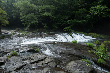 夏の朝の雨上がりの広河原