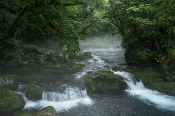 Fototapeta premium 雨上がりの霧の朝の菊池渓谷