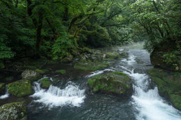 雨上がりの霧の朝の菊池渓谷