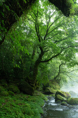 菊池川のほとりの岩に座する木