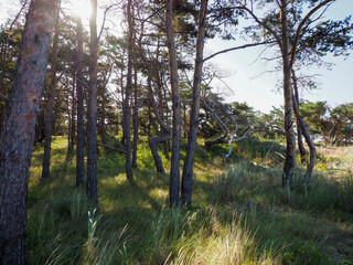 Obraz premium Sunlit pine forest with tall trees and dappled light, creating a serene and natural pathway on a clear day.