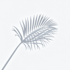 Fototapeta premium shadow palm leaf in the wind blowing overlay on white wall background wall textures