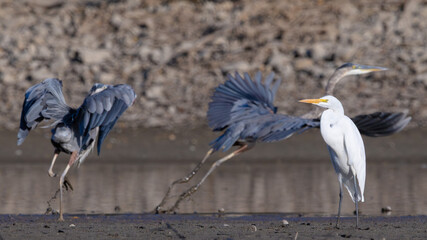 Two Great Blue Herons Flying and an Egret in Stratford, Ontario