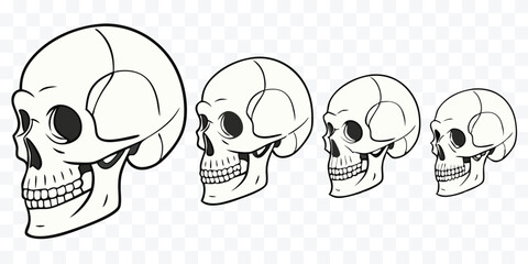 A Sequence of Skull Illustrations in Varying Sizes Depicting Mortality and Anatomy Educational Resource for Medical and Artistic Projects